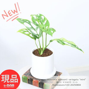 _|Cg2{^ϗtA  }hJY ~g 33cm 픫 4TCY  Xe A_\j[ ~g A 劔   󏭎 荢 I Xe tC ӂ