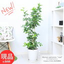 花芽付き ロイヤルジャスミン 高さ約122cm プラコッタ8号鉢 観葉植物 花 シルクジャスミン（大葉ゲッキツ）ジャスミン 入手困難 希少種 アロマ 花言葉 「純粋な心」純白の花 香り 四季咲き性で育て易い 庭 ベランダ ガーデニング イーラン【現品発送】