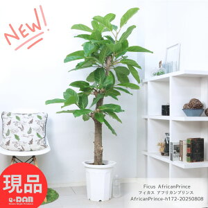  ϗtA ^ S̖ tBJX AtJvX 10 172cm X^_[h` AtR vX gR{^ ʂ̏Ȃ JVoSɎĂ Ficus AfricanPrince 