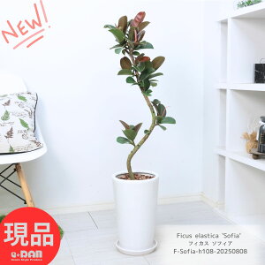 ϗtA  S̖ tBJX \tBA 픫  108cm Ȃ` Ǘ Mt Ch ނ̖ J[ tBJXEGXeBJ SmL Ficus elastica 'Sofia' A 