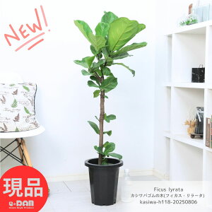 ϗtA ^ JVoS 8 118cm X^_[h` tBJX [^ JVo oCI̖ fiele leaf fig ̗t Ă z̖ O[CeA V{c[yi