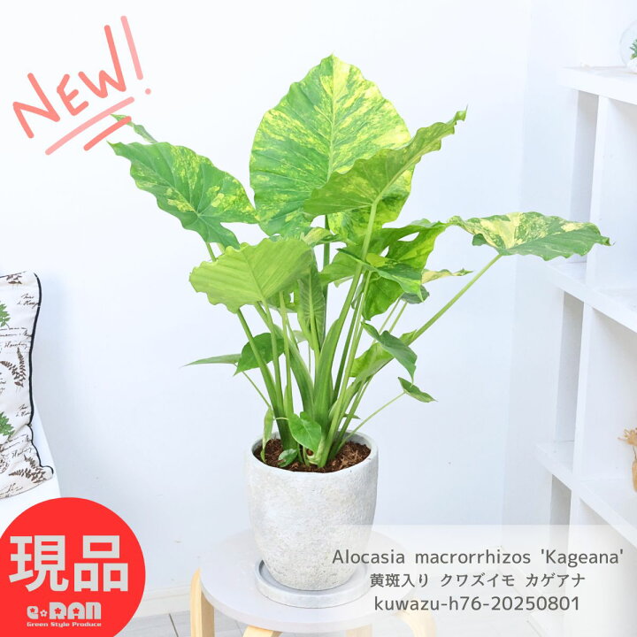 楽天市場】観葉植物 子株付き 黄斑入り クワズイモ カゲアナ 高さ約 
