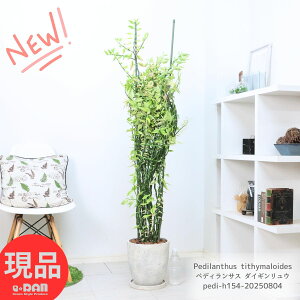 _|Cg2{^ϗtA ^ yfBTX _CME (◴) 154cm GbOZg|bg 8TCY ◳ ◳ eBeB}CfX {JN^X WOUOvc fr