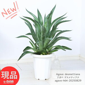 A qt AKx fXeBAi 7 64cm Agave desmettiana AKx xlYG O[ xl[[Ȃ Z`[vg AKF fXeBA[i  ^ ϗt