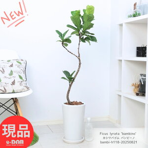 _N[|&|Cg^ϗtA JVoS or[m 118cm Eh픫  Ȃ` tBJX [^ JVoor[m Ficus lyrata 'bambino' oCI̖ fiele leaf fig 