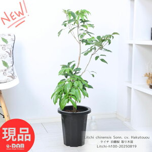 Mщʎ Vi C` nNgEIEij ؕc A 8 100cmO Mt ʎ ώ 傫ʎ CV C`[ Litchi chinensis Sonn. cv. Hakutouou ƒ؉  ʎ 