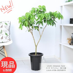 Mщʎ C` ToL[ ؕc A 8 106cmO Mt ʎ ώ 傫ʎ CV C`[ Litchi chinensis Sonn ƒ؉  ʎ ʎ c gsJ 