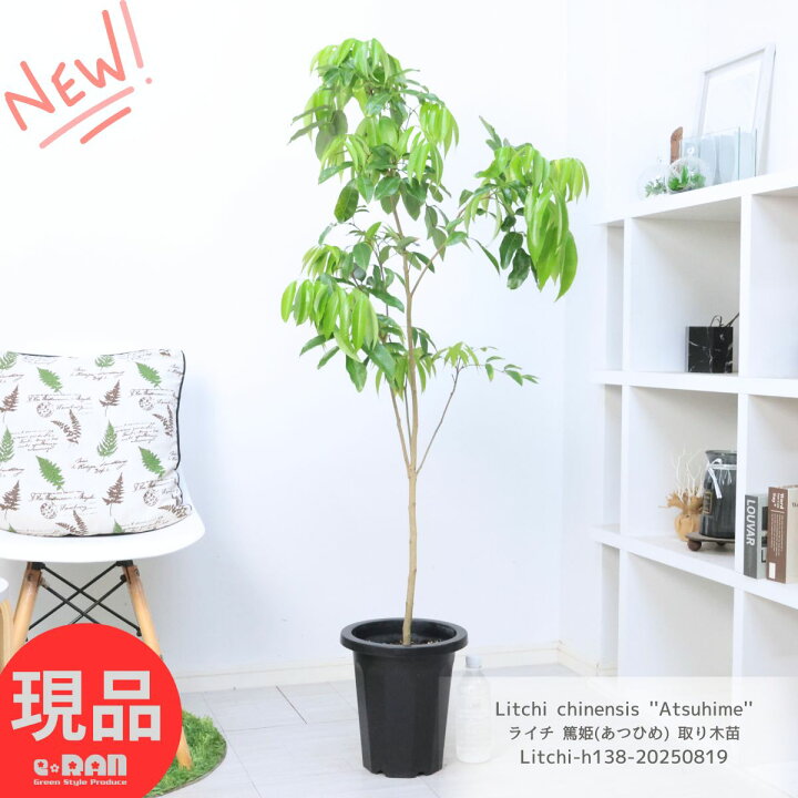 楽天市場】熱帯果樹 国産 ライチ 篤姫(あつひめ) 取り木苗 鉢植え 8号 