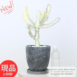 A [tHrA zCgS[Xg 52cm GbOZg|bg 7TCY ϗtA 󏭎 H F Euphorbia lactea White Ghost NeBA i ڂĂ T{e r