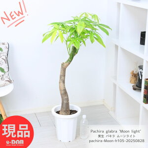 ϗtA   pL [Cg 8 105cmO Ǘ Mt 엿܃v[g  ̗t A CeA  ς   CO