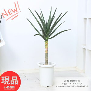 A ؗAG wNX 83cm 8 ϗtA 󏭕i オ o[xGioClV[jxfBRg}̌z ^ iDǂ Aloe Hercules hCK[f bNK[f 