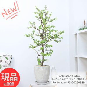 ϗtA A ؗ |[`JA Atiǖ؁j93cm GbOZg|bg 7TCY C`E{N Mi{N Č^  Portulacaria afra  } j v[g