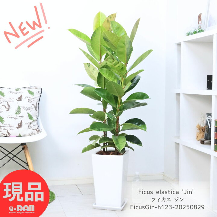 楽天市場】観葉植物 ゴムの木 フィカス ジン 高さ約123cm 陶器鉢 白 