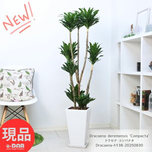 ϗtA hZi RpN^ 138cm 픫  9TCY Ă₷ Ǘ Mt 엿܃v[g hZi [lbL[ ␫ihZi fVXj x Ԍt