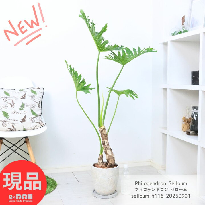 楽天市場】観葉植物 格好良い幹上がり フィロデンドロン セローム 高さ 
