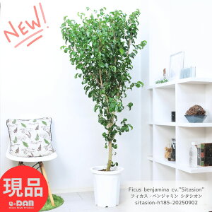 ϗtA ^ tBJX xW~ V^VI 10 185cm xW~i J[ Ficus benjamina S̖ Mtg j  Aؔ LO JXj j 󏭁yiz