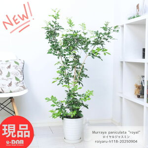 CWX~ 118cm vRb^7 ϗtA  VNWX~itQbLcjWX~ 荢 󏭎 A} Ԍt uȐSv̉  lG炫ňĈ