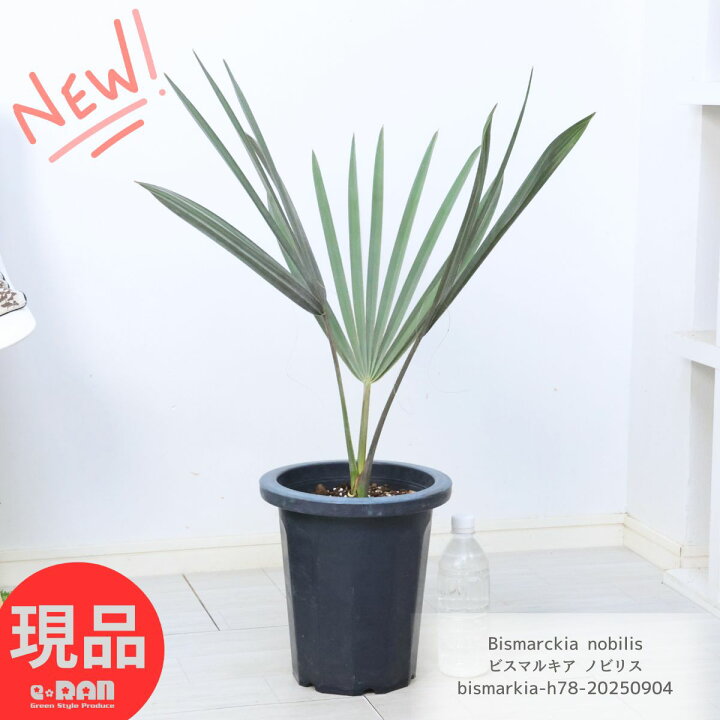 楽天市場】観葉植物 ヤシ ビスマルキア ノビリス 8号鉢 高さ78cm 管理 