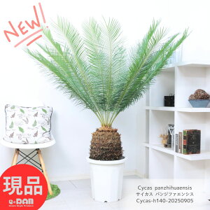 _|Cg5{^󏭎 \ec TCJX pWt@GVX 12 140cm \ec Cycas panzhihuaensis荢ȐA Ai ϗtA ^ Ă V̖ 傫 썑 hCK