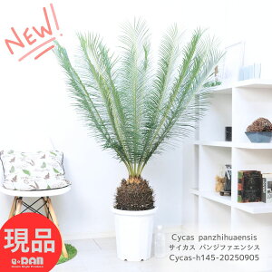 _|Cg5{^󏭎 \ec TCJX pWt@GVX 10 145cm \ec Cycas panzhihuaensis荢ȐA Ai ϗtA ^ Ă V̖ 傫 썑 hCK