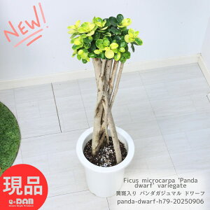 󏭎  p_KW} h[t 79cm 7 pd ږ ϗtA K̖ ɑ ␫ h[t oGK[^ ␫  }oKW} Rp_KW} 