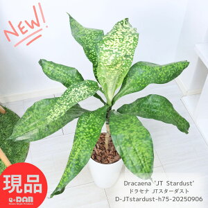 _N[|&|Cg^ϗtA 󏭎  劔 hZi JTX^[_Xg 75cm 7 RN^[Yvc Dracaena 'JT Stardust' ̂悤Ȕ_ U Ă₷ S  ^C