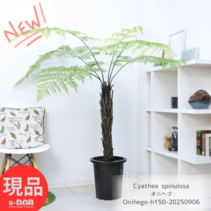 楽天市場】希少種 シダ植物 オニヘゴ 10号鉢 高さ約150cm 希少種 