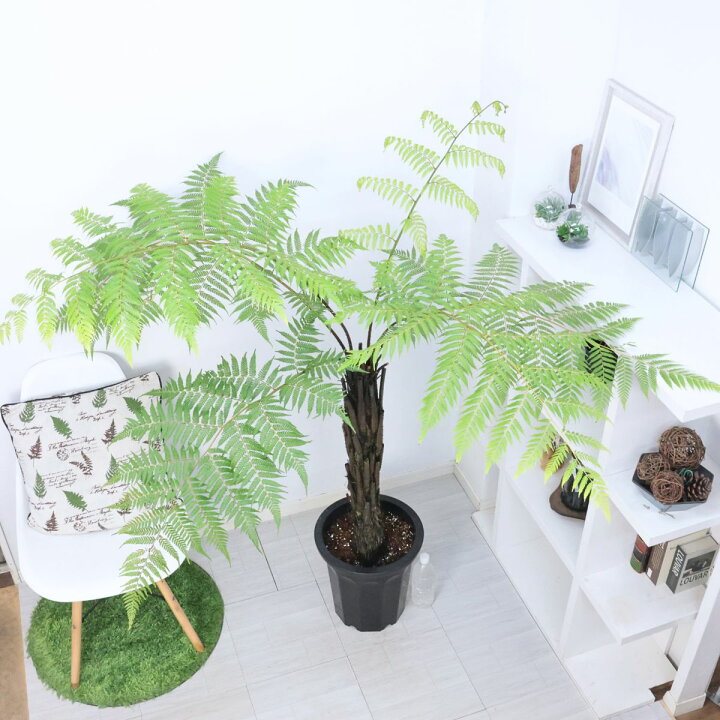 楽天市場】希少種 シダ植物 オニヘゴ 10号鉢 高さ約150cm 希少種 