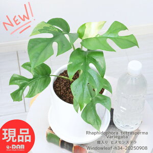 ϗtA  qXe 34cmO 픫  Mt 4TCY PXe TgC tBhtH Rhaphidophora tetrasperma 'Variegata' tBhtH egXy} o