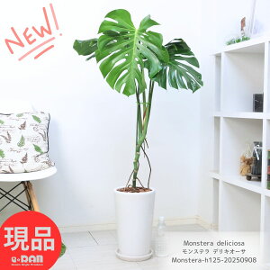 オ Xe fLI[T 125cm 픫 ϗtA ^  ^Abv JXj ړ]j j No鐅 fVI[T fLIT Monstera deliciosa P zECVE