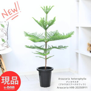 ϗtA A iEXMiAEJAwetBj 7 98cmO pCc[ RomiEXM A[JA V}iEXM V{c[  NX}Xc[ z