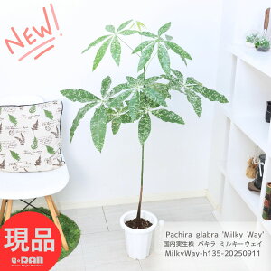 󏭂ȑ劔   pL ~L[EFC 135cm 7 ϗtA ^ I Ǘ Mt 엿܃v[g Y A V̐ tC ʕ ϗtA ς Pa