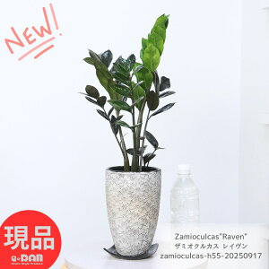 ϗtA U~INJX C 55cm AeB[Nԕ|bg pMt K Zamioculcas"Raven" Cu ȗt U~A ωA TgC  A ^Abv Ă₷