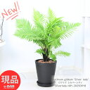 ＼ポイント5倍／観葉植物 木性シダ ロマリア シルバーレディ 高さ約81cm前後 8号鉢 黒 ブレクナム・ギッバム シダ植物 ロマリア ギバ インテリアグリーン シンボルツリー お祝い 開店祝い 開業祝い 新築祝い 引越祝い 移転祝い【現品発送】