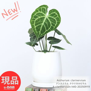 AXE NlrE 40cm GbOzCg픫 5TCY Ǘ Mt 엿܃v[g ϗtA n[g^ _O[  ͗le[uO[  