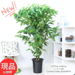 IDǌ R̎t R[q[̖ 166cm 10 t̗ǂ ArJ Ǘ Mt ϗtA  엿܃v[g Coffea arabica ωA  ArJ ^ R[q[ R