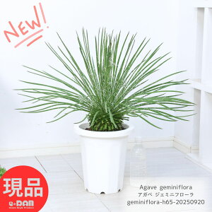 A オ AKx WF~jt[ 8 65cmO  K[f DIY ϗtA ܗhCK[f lC CeA Agave geminiflora tBg Q~jt[ E[