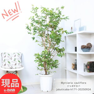 ʎ ^ т ԉt W{`Jo (tn) 10 lG萫 171cm 劔  ϗtA ʕ c ăuWY gsJt[c tg ~LAA Myrciar