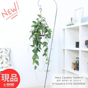 ϗtA z JE_[^ X}g 5݂蔫 110cmO Hoya Caudata Sumatra TN  zCVPAi A nMO ݂邷CeA |锫 ԃCeA A 