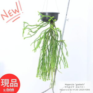 ϗtA ݂邷 tyWA SGx[ 6݂蔫  S̖120cmO A̒60cmO Huperzia 'goebelii' R|fBE tO}EX A t gQgQt Lb` 