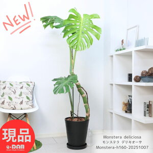 ϗtA ^ オ胂Xe fLI[T 10 ZA[g  160cm  ^Abv JXj ړ]j j No鐅 fVI[T fLIT Monstera deliciosa P 
