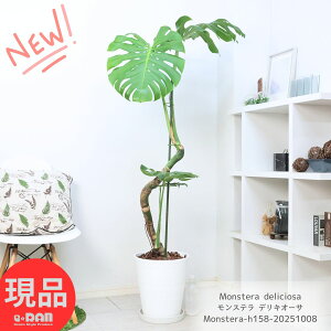 ϗtA ^ オ胂Xe fLI[T 10 158cm ZA[g   ^Abv JXj ړ]j j No鐅 fVI[T fLIT Monstera deliciosa P 