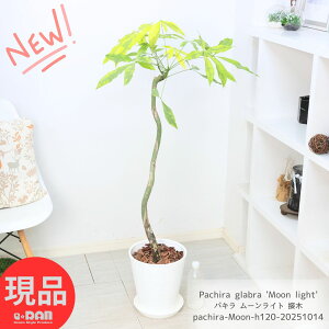 ϗtA pL [Cg ږ  8 120m Ǘ Mt 엿܃v[g  ̗t A CeA  ς Pachira glabra 'Moon light'  C