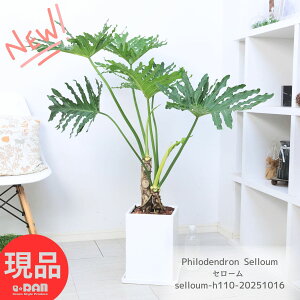 ϗtA iDǂオ Z[ 110cm new}bgzCg픫  9TCY tBfh ^ ݊ GL]`bNȕ͋C qgfJY C  オ  