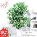 ＼クーポン&ポイント／厳選優良個体 沢山の実付き コーヒーの木 高さ約160cm 10号鉢 実付の良い アラビカ種 管理説明書 受皿付 観葉植物 花 肥料小袋プレゼント Coffea arabica 耐陰性 室内 アラビカ 大型 コーヒー豆 コーヒーチェリー 実 収穫【現品発送】