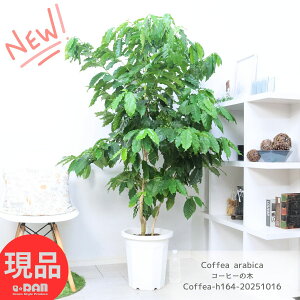 ϗtA ^ 164cm R̎t R[q[̖ 10 t̗ǂ ArJ IDǌ R̎t Ǘ Mt  엿܃v[g Coffea arabica ωA  ArJ R[
