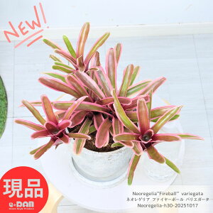  lIQA t@C[{[ oGK[^ 30cm 6TCY GbOZg|bg Ǘ Mt uA  sNϗtA A Neoregelia''Fireball'' variegata C
