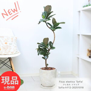 ϗtA  S̖ tBJX \tBA 112cm GbOZg|bg 8TCY Ȃ` Ǘ Mt Ch ނ̖ J[ tBJXEGXeBJ SmL Ficus elasti