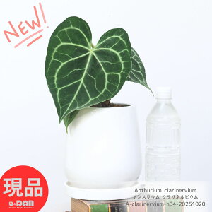 アンスリウム クラリネルビウム 高さ34cm エッグホワイト陶器鉢 5号サイズ 管理説明書 受皿付き 肥料小袋プレゼント 観葉植物 ハート型 モダングリーン 白脈 模様テーブルグリーン おしゃれ
