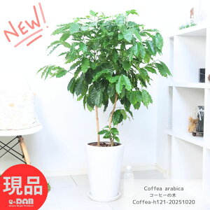観葉植物 コーヒーの木 陶器鉢 白 9号サイズ 高さ約121cm アラビカ種 優良個体 実付きの良い アラビカコーヒーノキ スタイリッシュ ガーデン DIY カフェ シンボルツリー 新築祝い 事務所移転祝